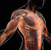 Ryan Hughes Muscle Matrix Solution